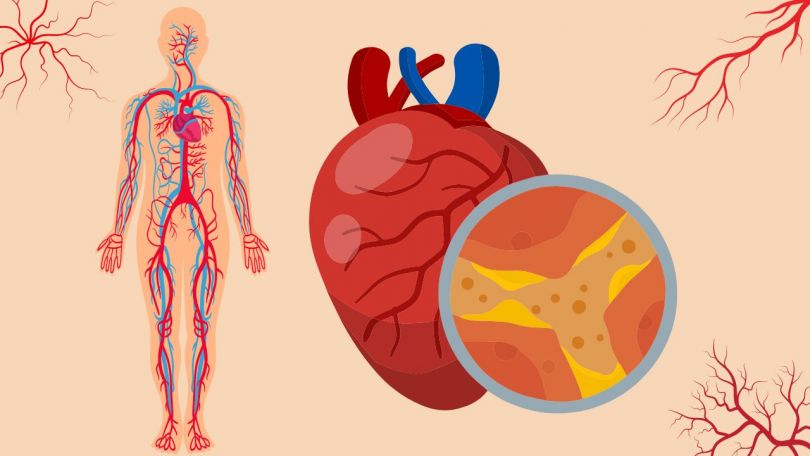 Poleti krepite ta organ in si podaljšajte življenje!