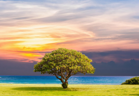 Simbolni pomen dreves