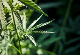 Vsestranska uporabnost konoplje