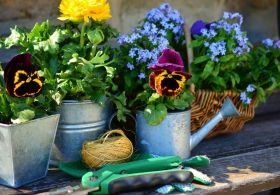 Jasminin holistični protokol za rane: preobrazba prsta v treh tednih po poškodbi!