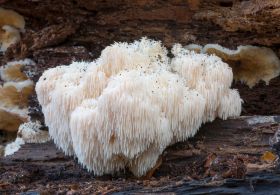 Medicinska goba Levja griva (Lions mane) pomaga tudi ženskam pred, po in v menopavzi