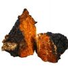Organska čaga (Chaga)