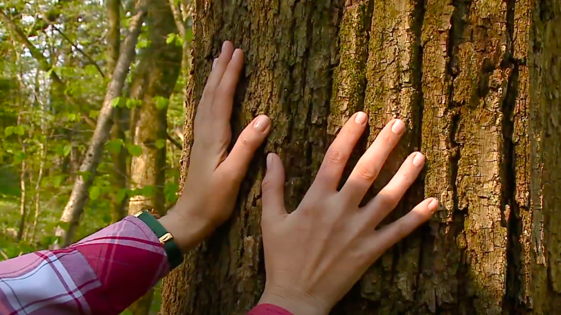 Jasmina v oddaji Vau razkrila, kdaj se po pomoč zateči k iglavcem in kdaj k listavcem