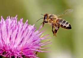 Poziv podjetjem! Želite podpreti srčen projekt? Podprite medeni park in zasadite prihodnosti!