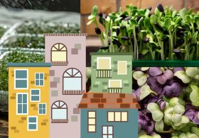 Samooskrba v bloku: kalčki in mikrozelenje