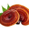 Reishi (Ganoderma lucidum)