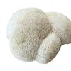 Resasti bradovec (Hericium erinaceus)