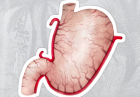 Maria Ana odgovarja: Rana na želodcu in bakterija Helicobacter