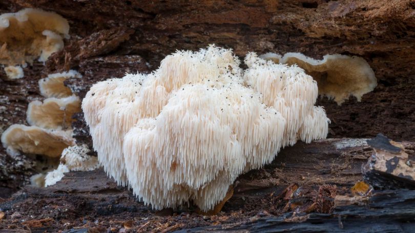 Medicinska goba Levja griva (Lions mane) pomaga tudi ženskam pred, po in v menopavzi