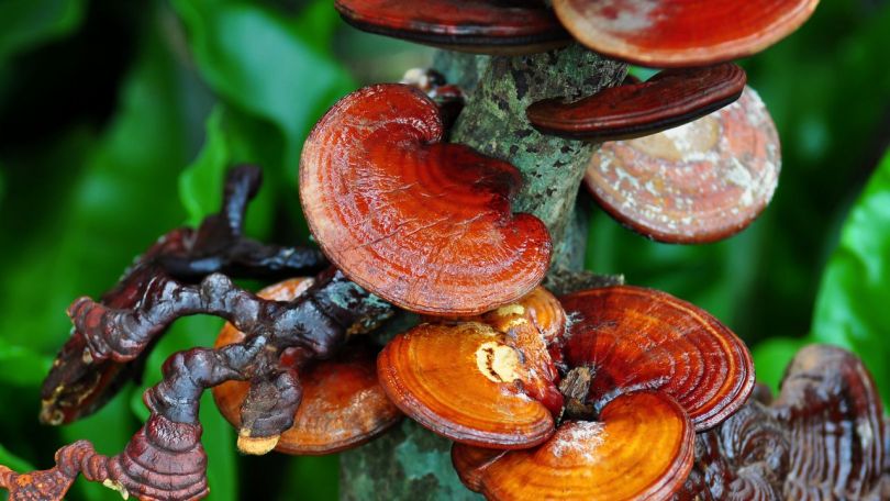 Medicinske gobe in njihov potencial za zdravje človeka