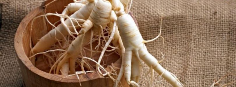 Sibirska zdravilna rastlina - Elevterokok