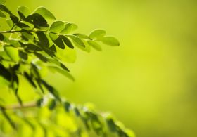 Moringa: drevo upanja z vznožja Himalaje