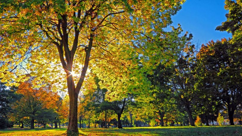 Nepogrešljivi vitamin za zdravo jesensko in zimsko obdobje!