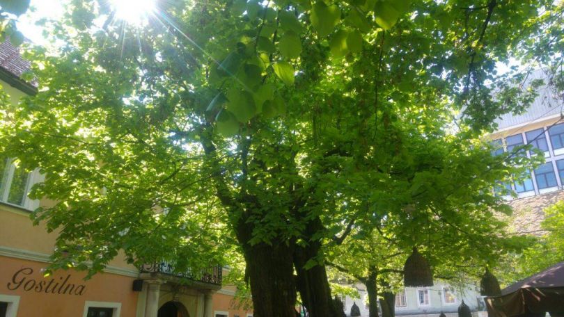 Pod katerim drevesom je nabolj čist zrak? Katerih dreves bi moralo biti več v mestih?