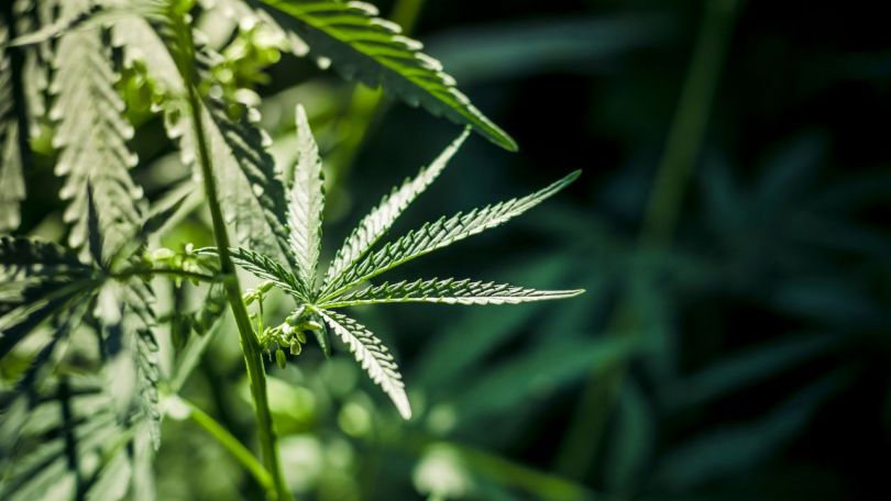 Vsestranska uporabnost konoplje