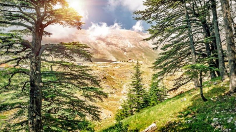 Mumija ali shijalit ter uporaba