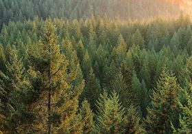 Zakaj je sibirska cedra tako zelo posebno drevo?