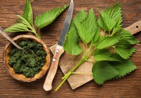 Pojdite v naravo po užitne divje rastline!