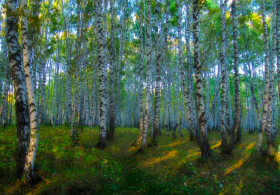 Maria Ana odgovarja: Za kaj se uporablja ne črni del ČAGE?