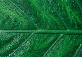 Klorofil je nujen za človeka! Poglejte kako vam lahko pomaga ...