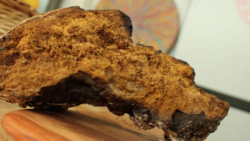 Paradni konj med adaptogeni − ČAGA