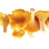 Lisička (Cantharellus cibarius)