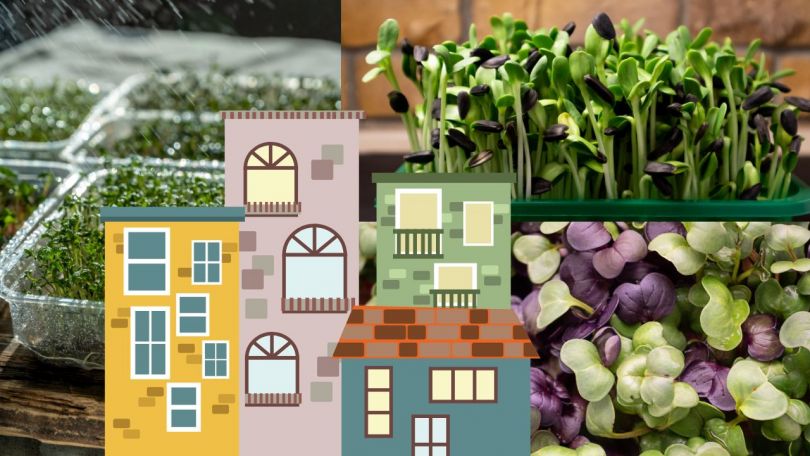 Samooskrba v bloku: kalčki in mikrozelenje