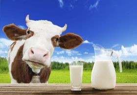 Kravje mleko dobro samo za teličke?