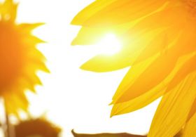 MOČ VITAMINA D
