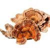Organska pisana ploskocevka (Turkey Tail)