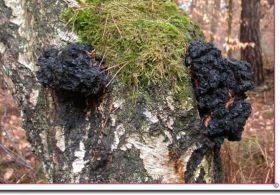 Zgodba o tem kako je nastala naša receptura za ČAGIN ČAJ