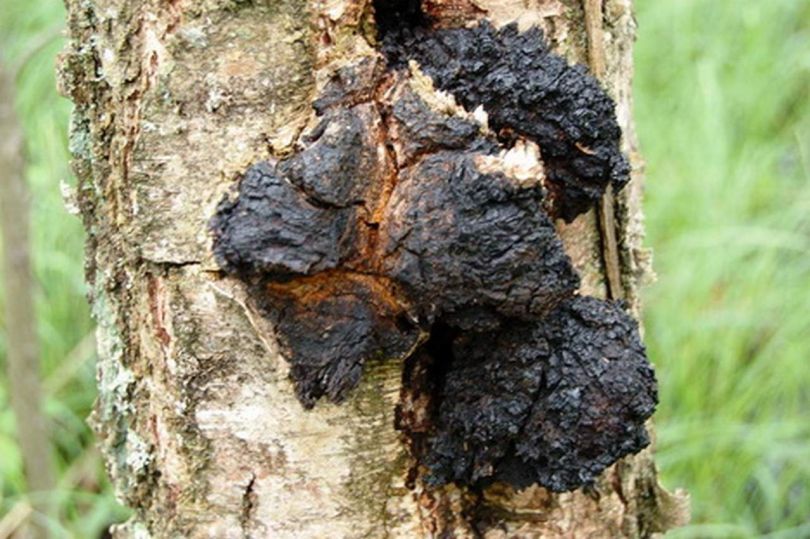 IZJEMNO: Sibirska čaga zdravi raka posredno in neposredno!