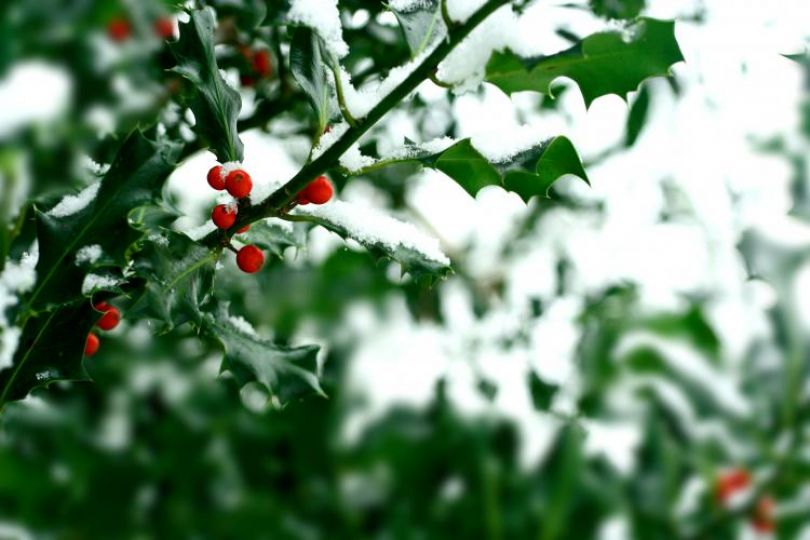 Zakaj so decembra probiotiki vaši najboljši prijatelji?