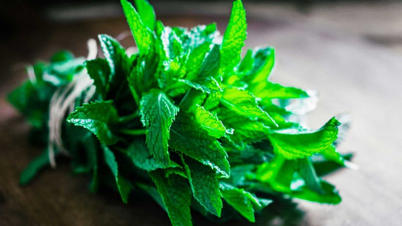 Zdravilna moč koprive