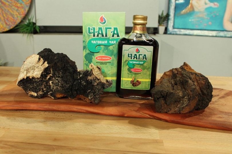 Katera sibirska čaga je tista, ki je v Rusiji znana kot uradno zdravilo proti raku?