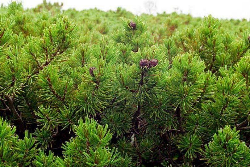 SMOLA SIBIRSKE CEDRE ali ŽIVICA