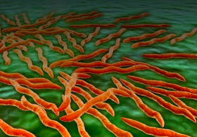 Maria Ana odgovarja: Povečana protitelesa proti boreliji