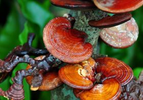 Medicinske gobe in njihov potencial za zdravje človeka