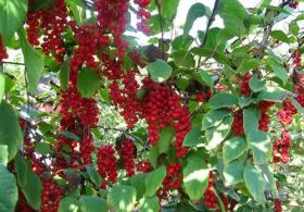 Raziskujemo tradicionalne rastline