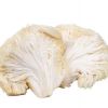 Organski resasti bradavec (Levja griva, Lion’s Mane)