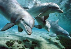 DELFINI: GALAKTIČNI KOMUNIKATORJI