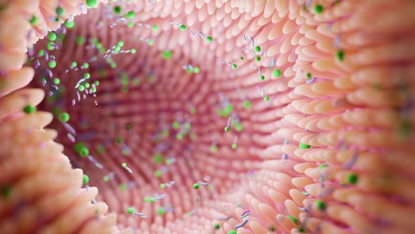 Mikrobiom in imunski sistem: neprecenljiva vez med našim zdravjem in notranjim svetom