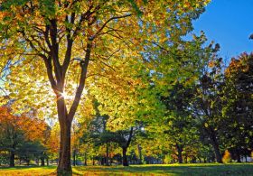 Nepogrešljivi vitamin za zdravo jesensko in zimsko obdobje!