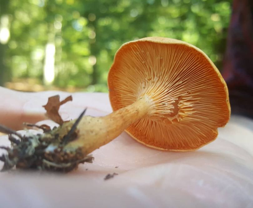 Učinkovita pomoč lisičk, nageljnovih žbic in trepetlike