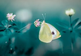 Ali obstaja dušni načrt, preden se rodimo?