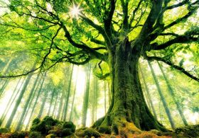 Katera drevesa zdravijo kaj? Spoznajmo moč drevesa - zdravilca specialista