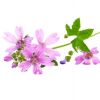 Gozdni slezovec (Althaea officinalis)