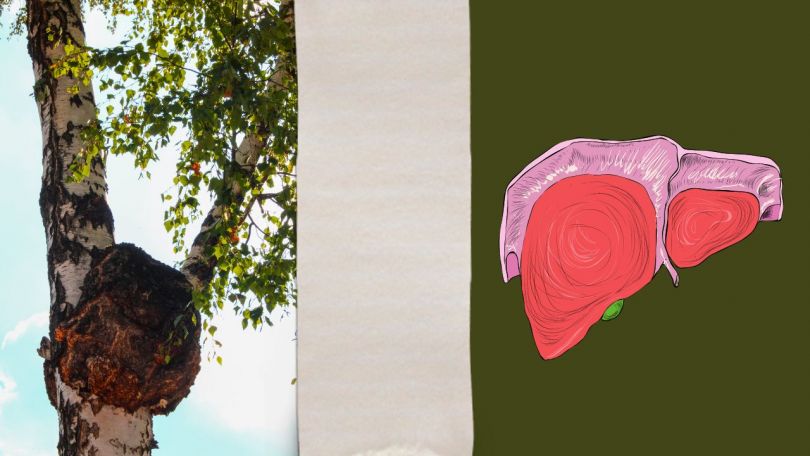 Čaga za zdravje jeter: pomladno čiščenje jeter za zahtevne