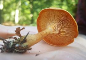 Učinkovita pomoč lisičk, nageljnovih žbic in trepetlike