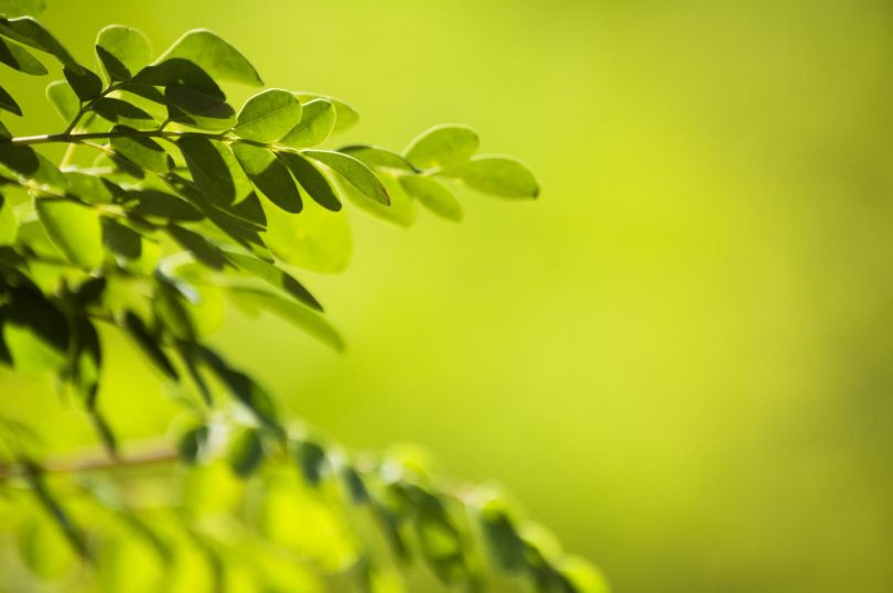 Moringa: drevo upanja z vznožja Himalaje